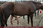 returned blonde fucks horse minds
