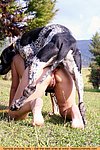 way things were fucking by animals he was naked