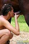 face women fuck horses noticed